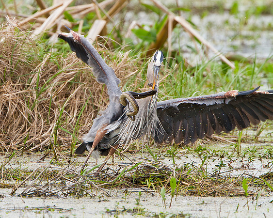 Great Blue Heron in battle with snake