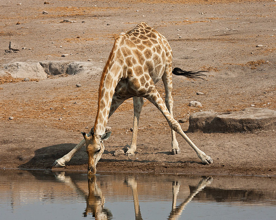 Giraffe, drinking