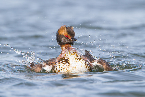 Horned Grebe, splashing