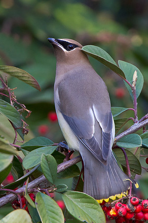 Cedar Waxwing