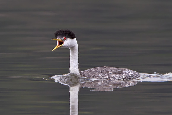 Western Grebe