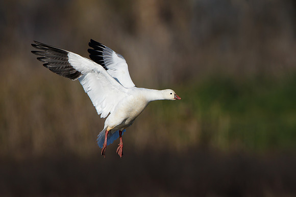 Ross's Goose in flight
