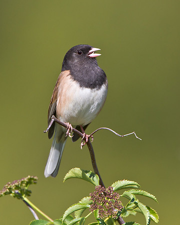Dark-eyed Junco