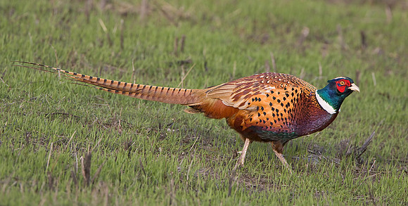 Ring-necked Pheasant