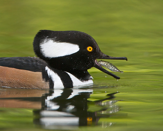 Hooded Merganser, with fish (Stickleback)