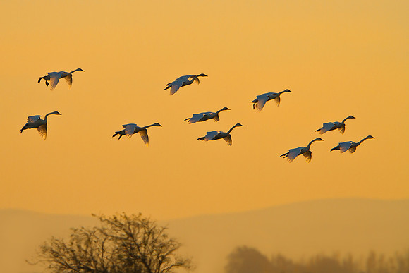 Tundra Swans, at sunset
