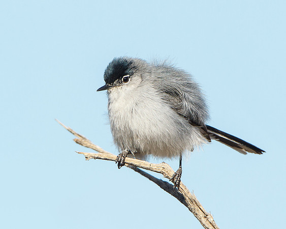 Black-tailed Gnatcatcher