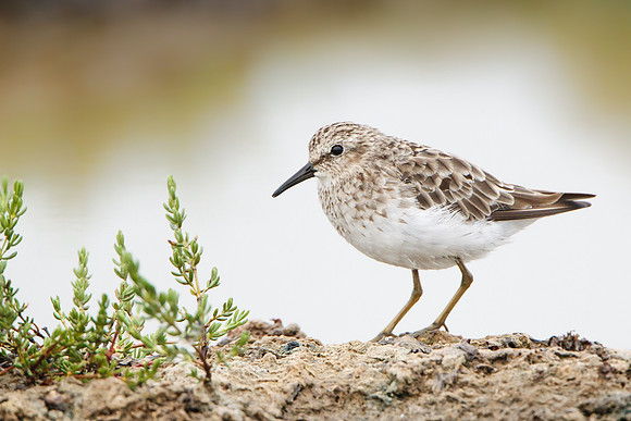 Least Sandpiper