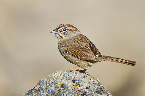 Rufous-crowned Sparrow