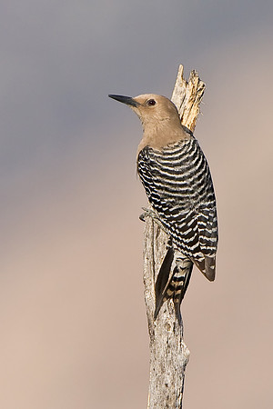 Gila Woodpecker