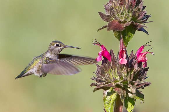 Anna's Hummingbird feeding on Hummingbird Sage