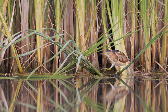 Least Bittern