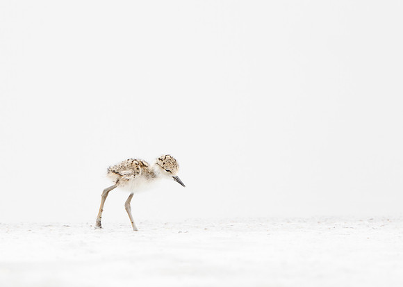 Black-necked Stilt, 3-day old chick