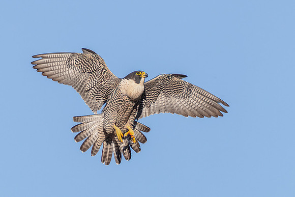 Peregrine Falcon