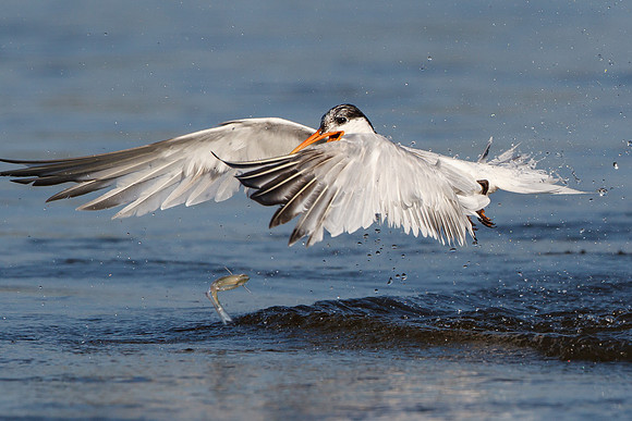 Elegant Tern, dropping fish