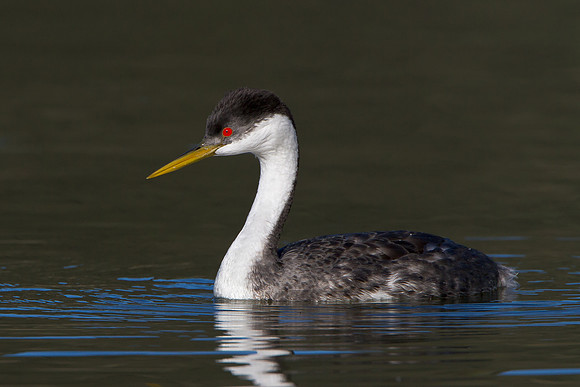Western Grebe