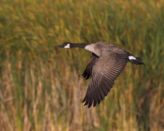 Canada Goose