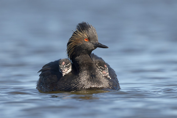 Eared Grebe, with chick