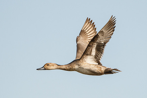 Northern Pintail, female in flight