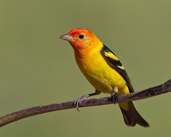 Western Tanager