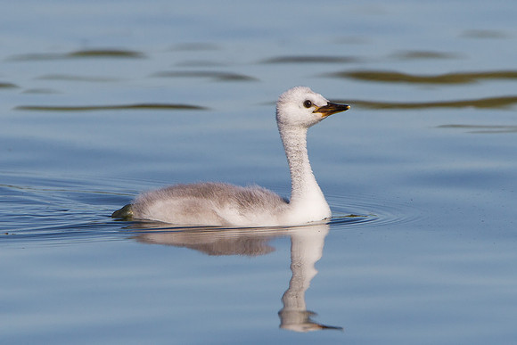 Clark's Grebe, chick