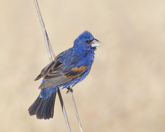 Blue Grosbeak