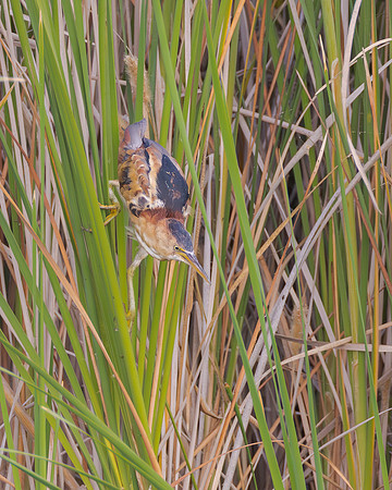 Least Bittern