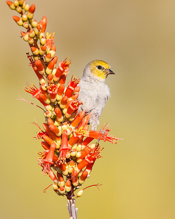 Verdin