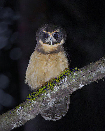Tawny-browed Owl