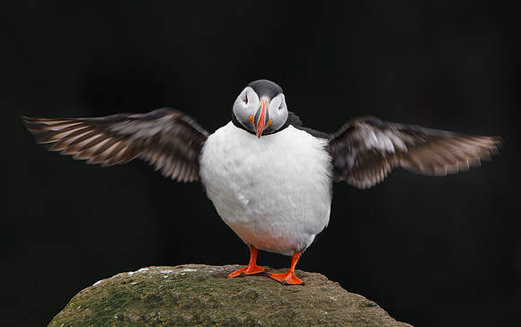 Atlantic Puffin