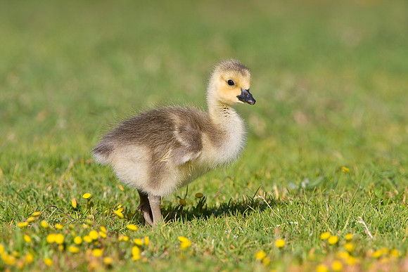 Canada Goose