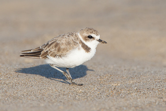 Snowy Plover