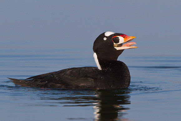 Surf Scoter