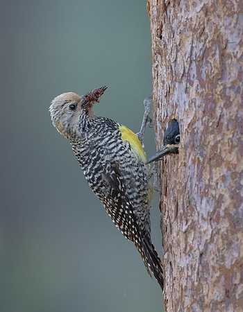 Williamson's Sapsucker
