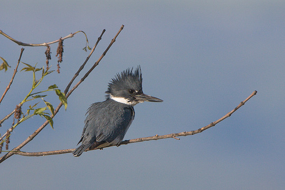 Belted Kingfisher
