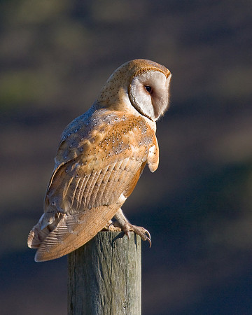 Barn Owl
