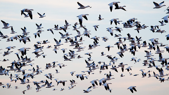 Snow Geese