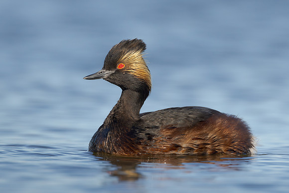 Eared Grebe