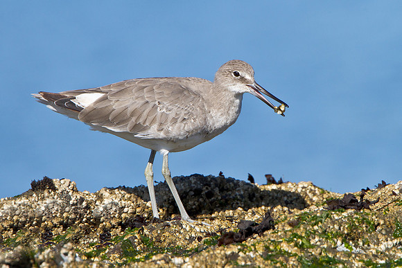 Willet, with prey