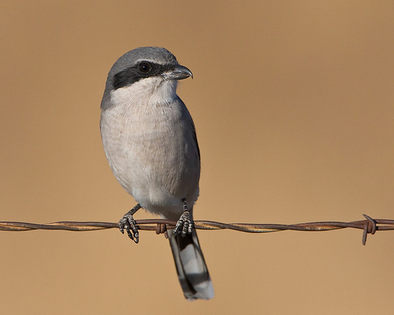 Loggerhead Shrike