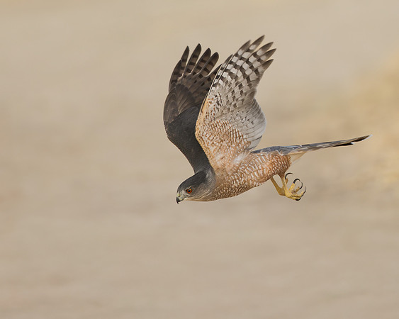 Cooper's Hawk
