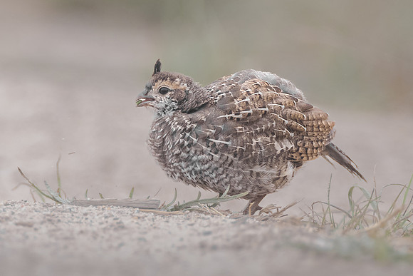 California Quail, chick