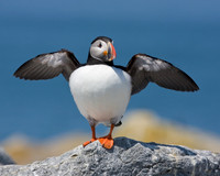 Atlantic Puffin