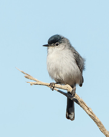 Black-tailed Gnatcatcher