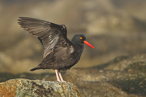 Black Oystercatcher