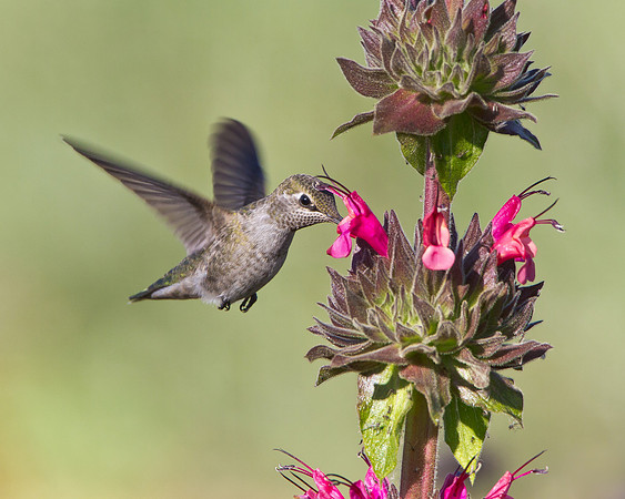 Anna's Hummingbird feeding on Hummingbird Sage