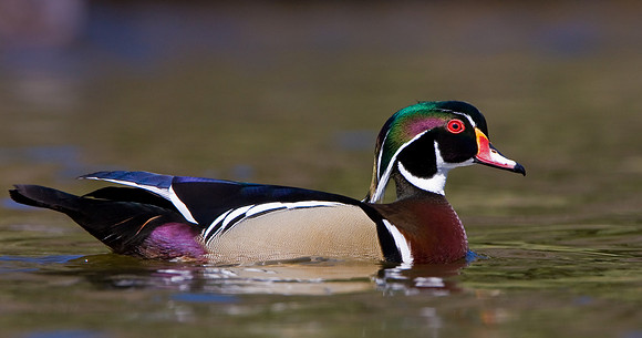 Wood Duck, male