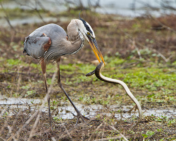 Great Blue Heron in battle with snake