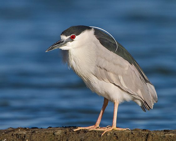 Black-crowned Night Heron