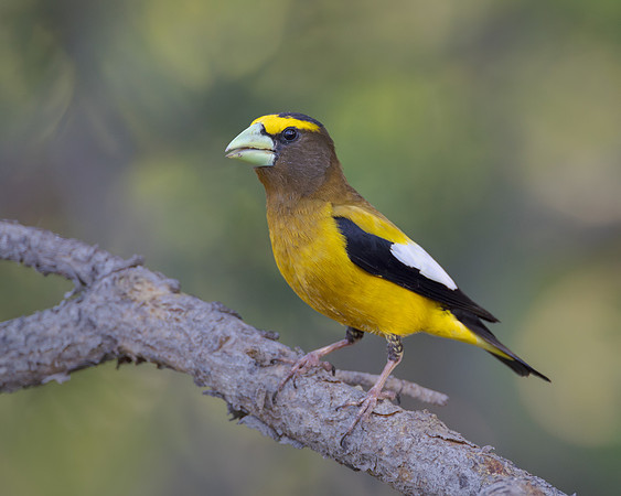 Evening Grosbeak